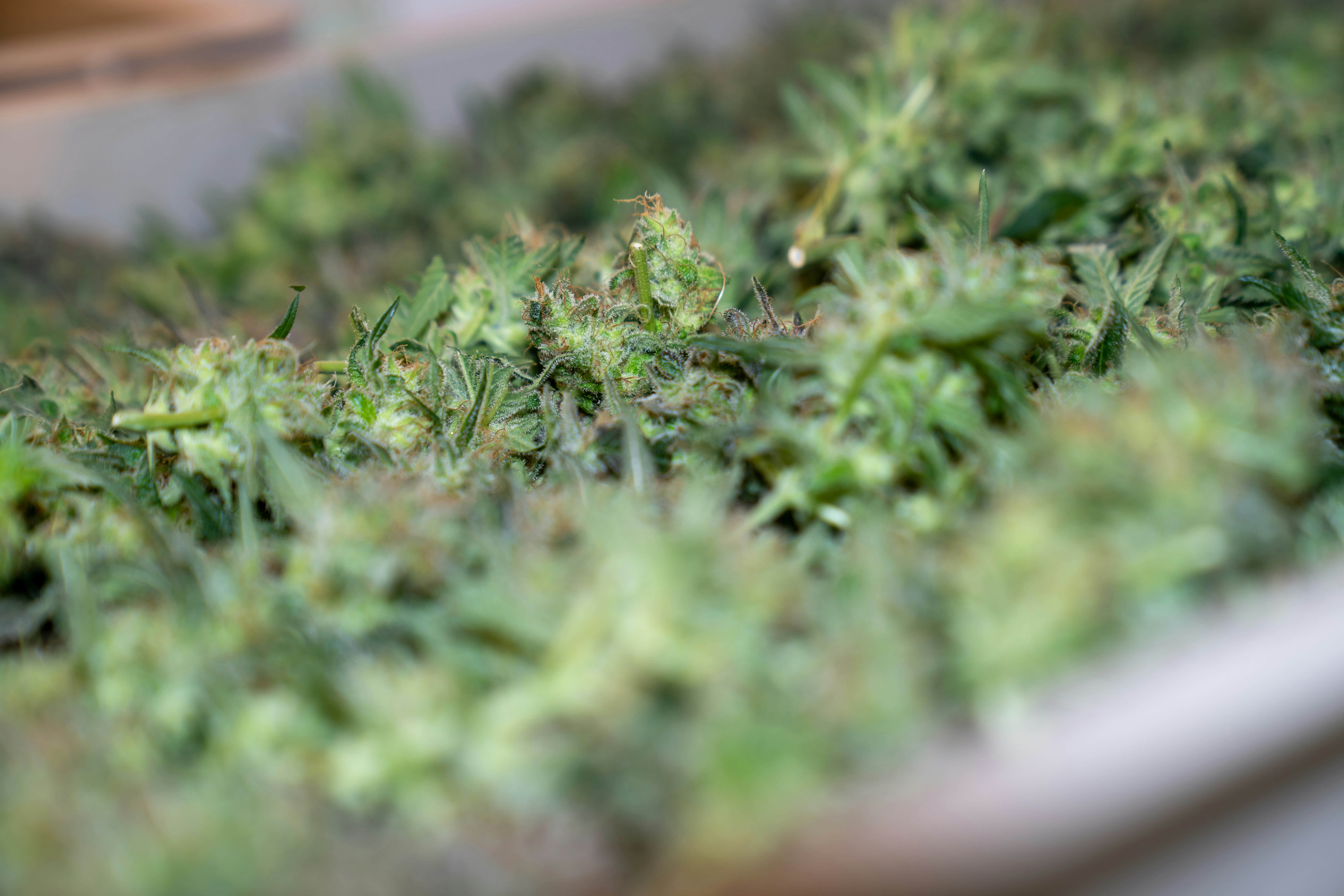 crystalweed-cannabis-QPb4a2_Lin8-unsplash@2x